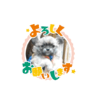愛犬スタンプチワワ（個別スタンプ：8）