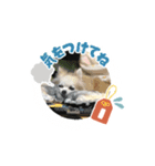 愛犬スタンプチワワ（個別スタンプ：9）