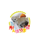 愛犬スタンプチワワ（個別スタンプ：10）