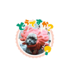 愛犬スタンプチワワ（個別スタンプ：11）