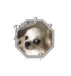 愛犬スタンプチワワ（個別スタンプ：13）