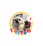 愛犬スタンプチワワ（個別スタンプ：14）
