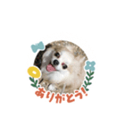愛犬スタンプチワワ（個別スタンプ：15）