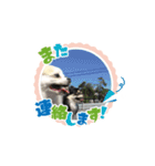 愛犬スタンプチワワ（個別スタンプ：16）