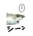 BIGなサメ3D（個別スタンプ：8）
