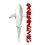 BIGなサメ3D（個別スタンプ：9）