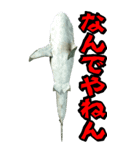 BIGなサメ3D（個別スタンプ：13）