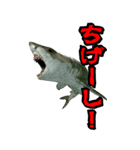 BIGなサメ3D（個別スタンプ：21）