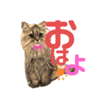 もこくんのスタンプ1（個別スタンプ：11）