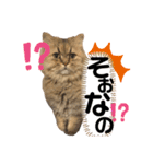 もこくんのスタンプ1（個別スタンプ：12）