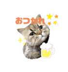 もこくんのスタンプ1（個別スタンプ：13）