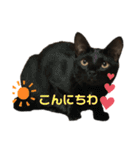もこくんのスタンプ1（個別スタンプ：15）
