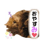 もこくんのスタンプ1（個別スタンプ：16）