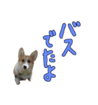 今日のココちゃん 2（個別スタンプ：1）