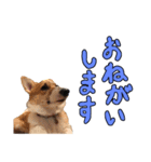 今日のココちゃん 2（個別スタンプ：2）