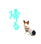 今日のココちゃん 2（個別スタンプ：6）