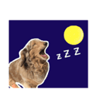 我が家のお犬様 ②（個別スタンプ：9）