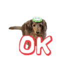 我が家のお犬様 ②（個別スタンプ：10）