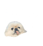 我が家のお犬様 ②（個別スタンプ：11）