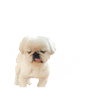 我が家のお犬様 ②（個別スタンプ：12）