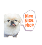 我が家のお犬様 ②（個別スタンプ：13）