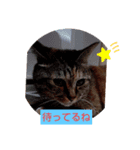 たのたのぷ（個別スタンプ：2）