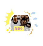 たのたのぷ（個別スタンプ：8）