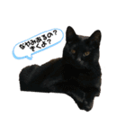 白黒ねっこと／おともだち（個別スタンプ：3）