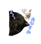 白黒ねっこと／おともだち（個別スタンプ：4）