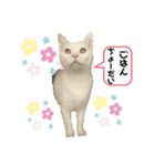 白黒ねっこと／おともだち（個別スタンプ：6）
