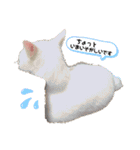 白黒ねっこと／おともだち（個別スタンプ：8）