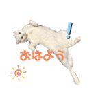 白黒ねっこと／おともだち（個別スタンプ：9）