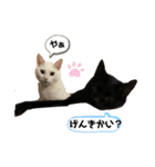 白黒ねっこと／おともだち（個別スタンプ：10）
