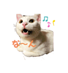 白黒ねっこと／おともだち（個別スタンプ：11）