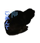 白黒ねっこと／おともだち（個別スタンプ：14）
