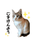 白黒ねっこと／おともだち（個別スタンプ：15）