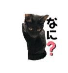 白黒ねっこと／おともだち（個別スタンプ：18）