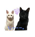 白黒ねっこと／おともだち（個別スタンプ：22）