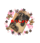白黒ねっこと／おともだち（個別スタンプ：36）