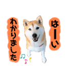 可愛い可愛いチッポッポ♪（個別スタンプ：1）