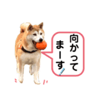 可愛い可愛いチッポッポ♪（個別スタンプ：3）