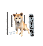 可愛い可愛いチッポッポ♪（個別スタンプ：5）