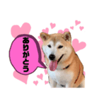 可愛い可愛いチッポッポ♪（個別スタンプ：7）