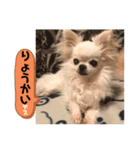 こうめ・コユキ・ムギ -OHANA-（個別スタンプ：1）