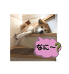 こうめ・コユキ・ムギ -OHANA-（個別スタンプ：2）