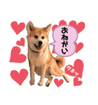 こうめ・コユキ・ムギ -OHANA-（個別スタンプ：3）
