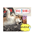こうめ・コユキ・ムギ -OHANA-（個別スタンプ：4）