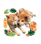 こうめ・コユキ・ムギ -OHANA-（個別スタンプ：5）