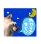 こうめ・コユキ・ムギ -OHANA-（個別スタンプ：8）