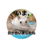 こなつくんとゆきんこちゃん②（個別スタンプ：39）